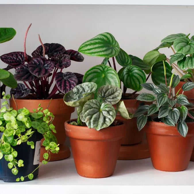 Explore Best Air Purifying Indoor Plants