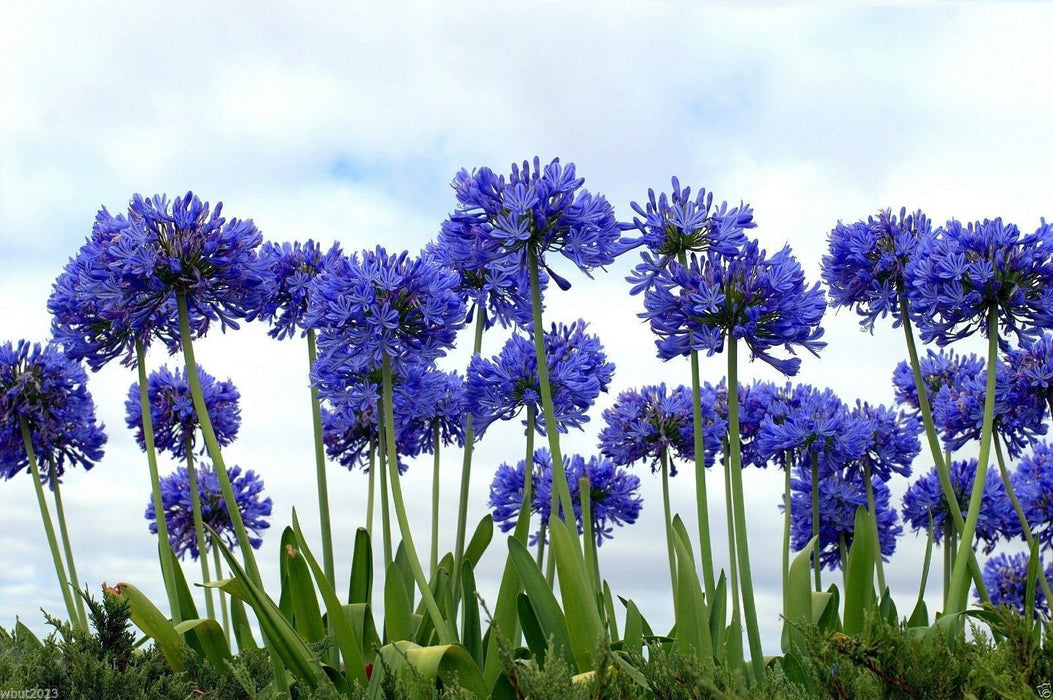 African Lily / Agapanthus Africanus