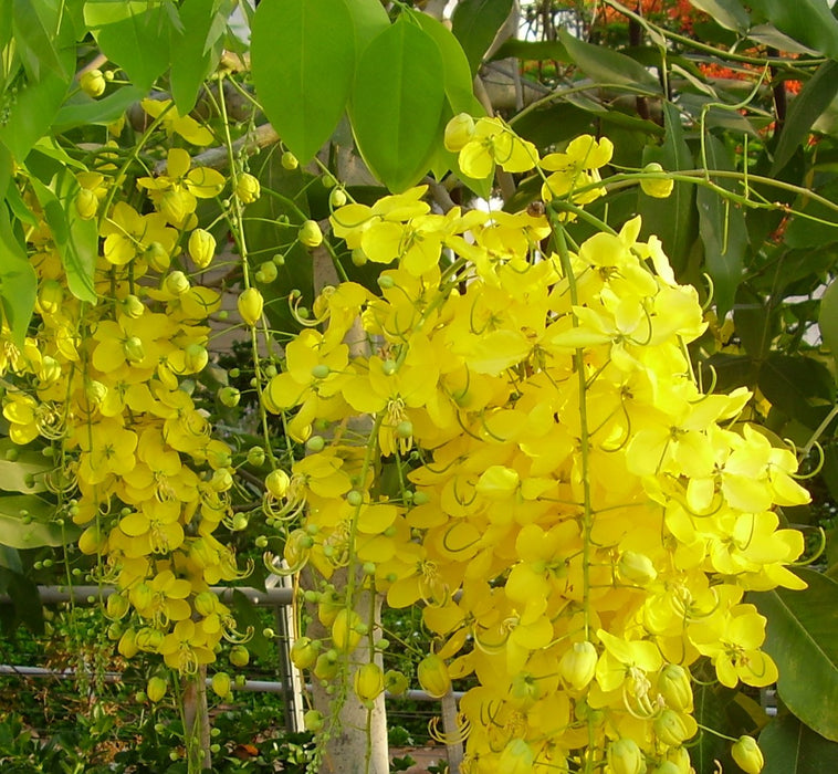 Cassia Fistula, Golden Shower Tree