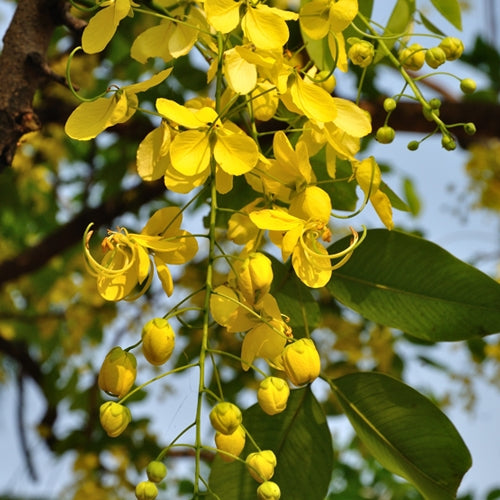 Cassia Fistula, Golden Shower Tree