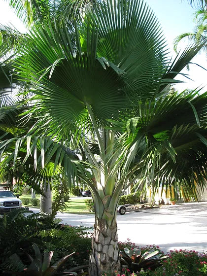 Fiji Fan Palm Tree Pritchardia Pacifica
