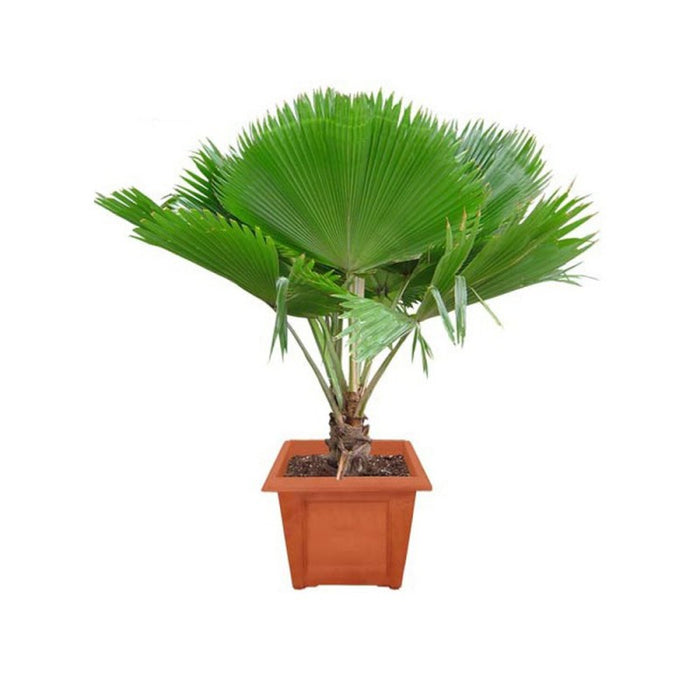 Fiji Fan Palm Tree Pritchardia Pacifica