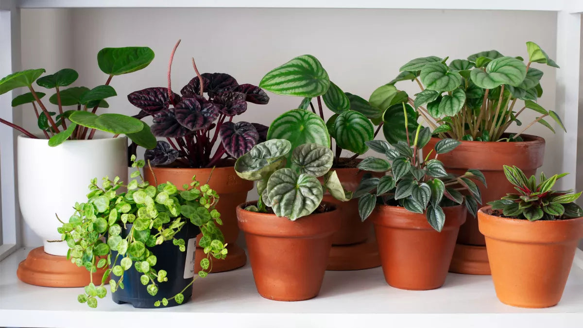 Explore Best Air Purifying Indoor Plants