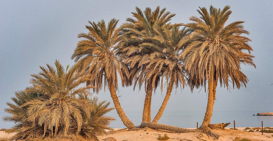 Top 10 Heat-Resistant Trees for Landscaping Projects in Saudi Arabia ...