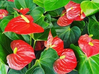 Anthurium Andraeanum