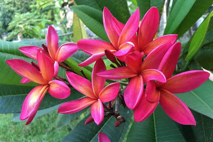 Plumeria Rubra
