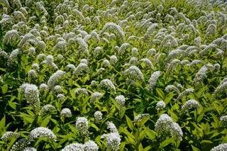 Lysimachia clethroides