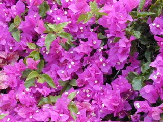 Bougainvillea Spectabilis