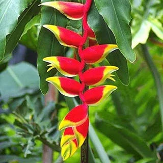 Heliconia Rostrata