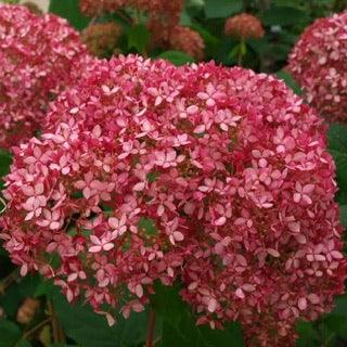 Hydrangea Arborescens