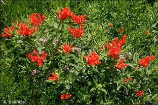 Bouvardia ternifolia