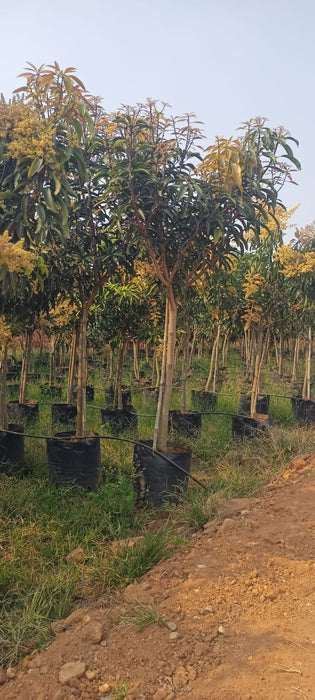 Banganapalli Mango Plants