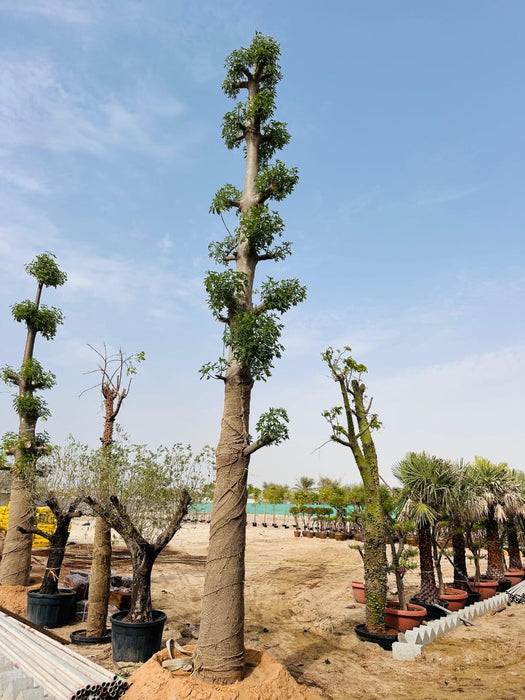 Adansonia Digitata Trees Nurseries in Kadiyam India: Find High-Quality ...