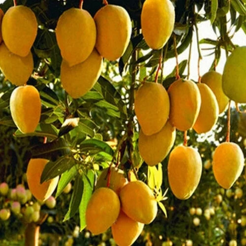 Mango Mangifera indica