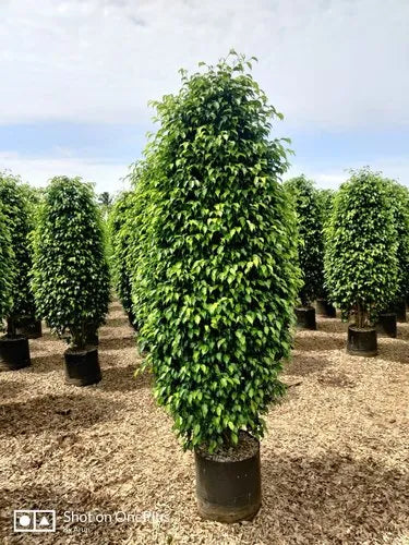 Ficus Benjamina