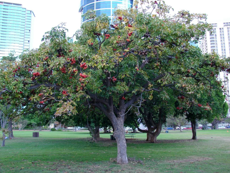 China Almond Tree "Chinese Almond