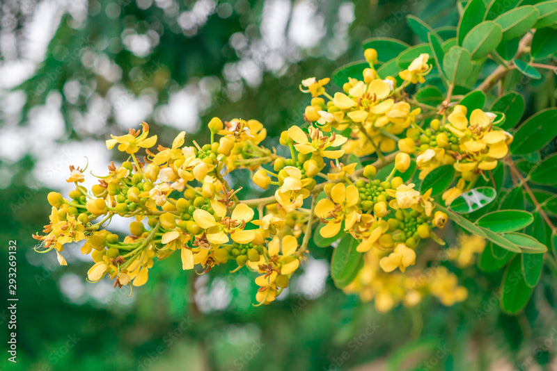 Cassia Siamea Senna Siamea Plant