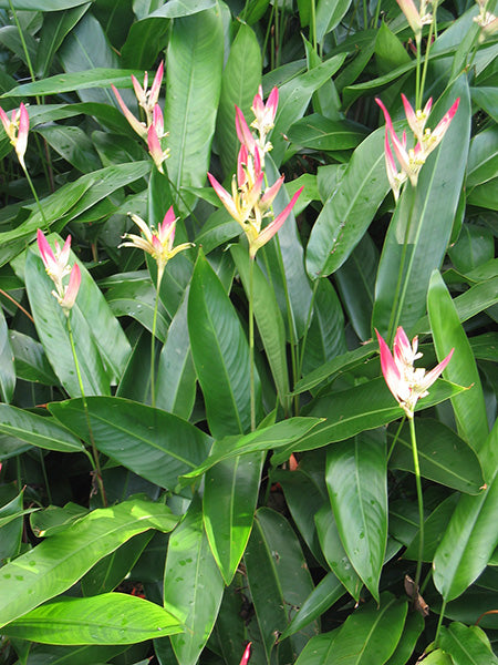 Heliconia Psittacorum