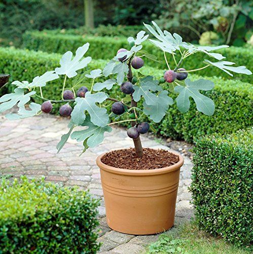 Fig Ficus carica