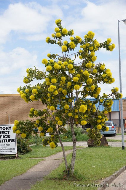 Xanthostemon Chrysanthus
