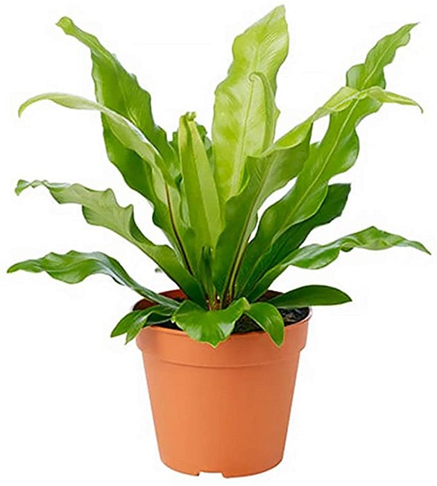 Asplenium Nidus Plant