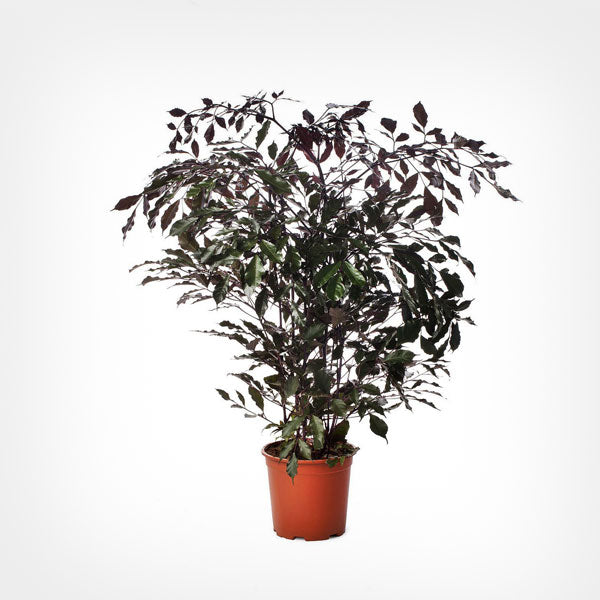 Best Leea Coccinea Burgundy Plants Shop Now In Kadiyam India — Kadiyam ...