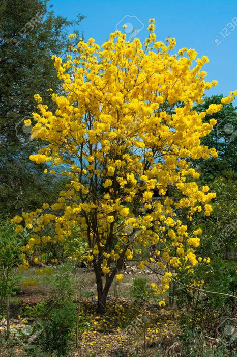 Tabebuia Tree Tabebuias In Bloom Signaling The Start Of Spring In