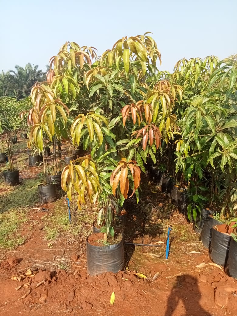 Mango Raja K3 Mango Fruit Plants Nurseries In Kadiyam — Kadiyam Rajasri Nursery Exports