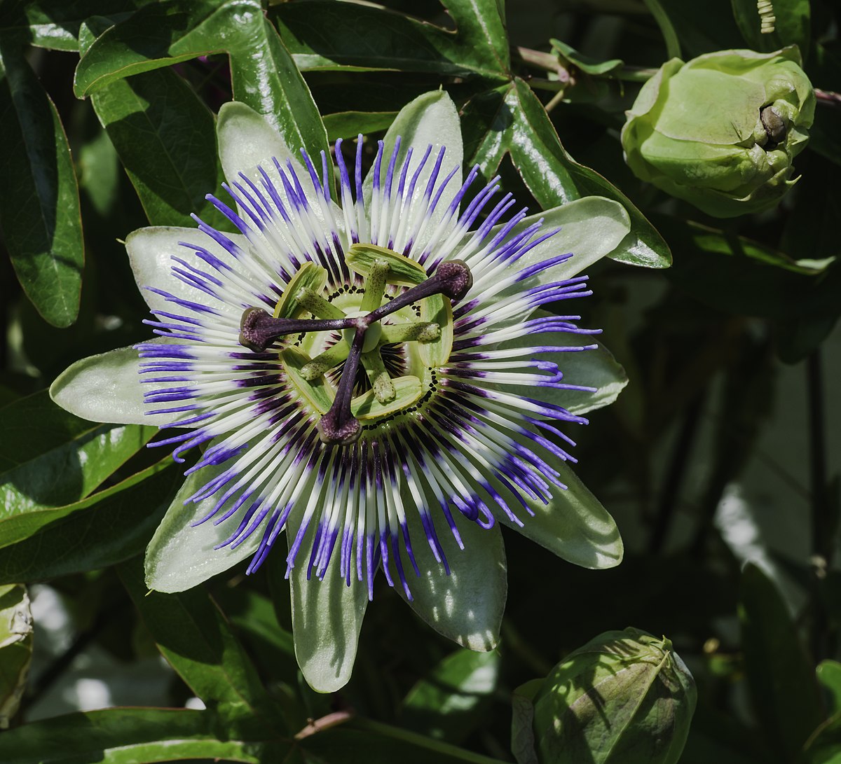 Passion Flower / Passiflora caerulea