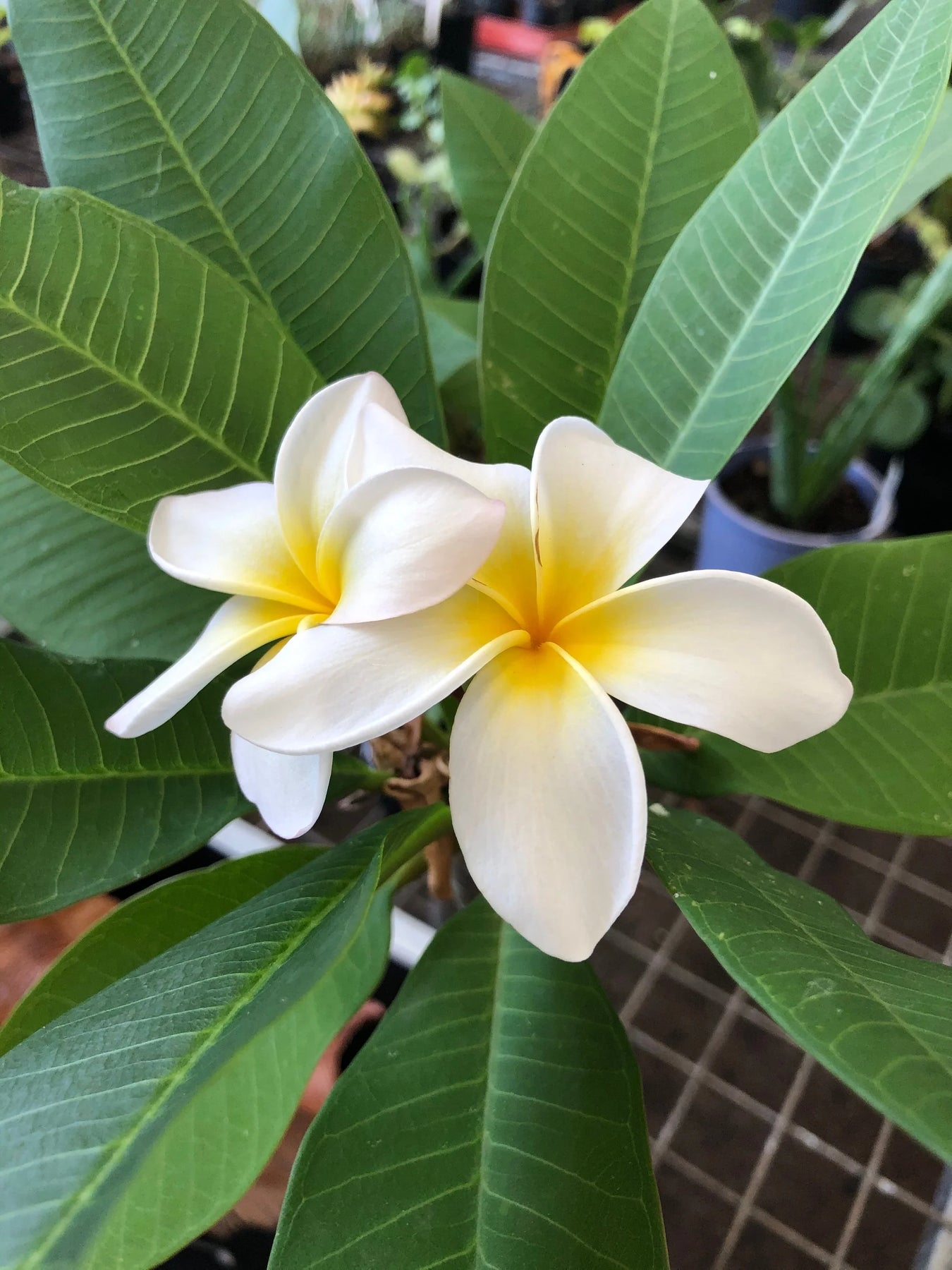 Plumeria