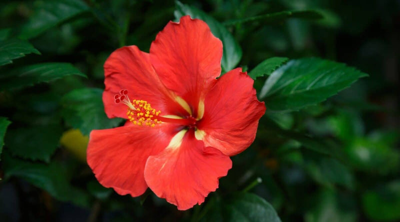 Hibiscus