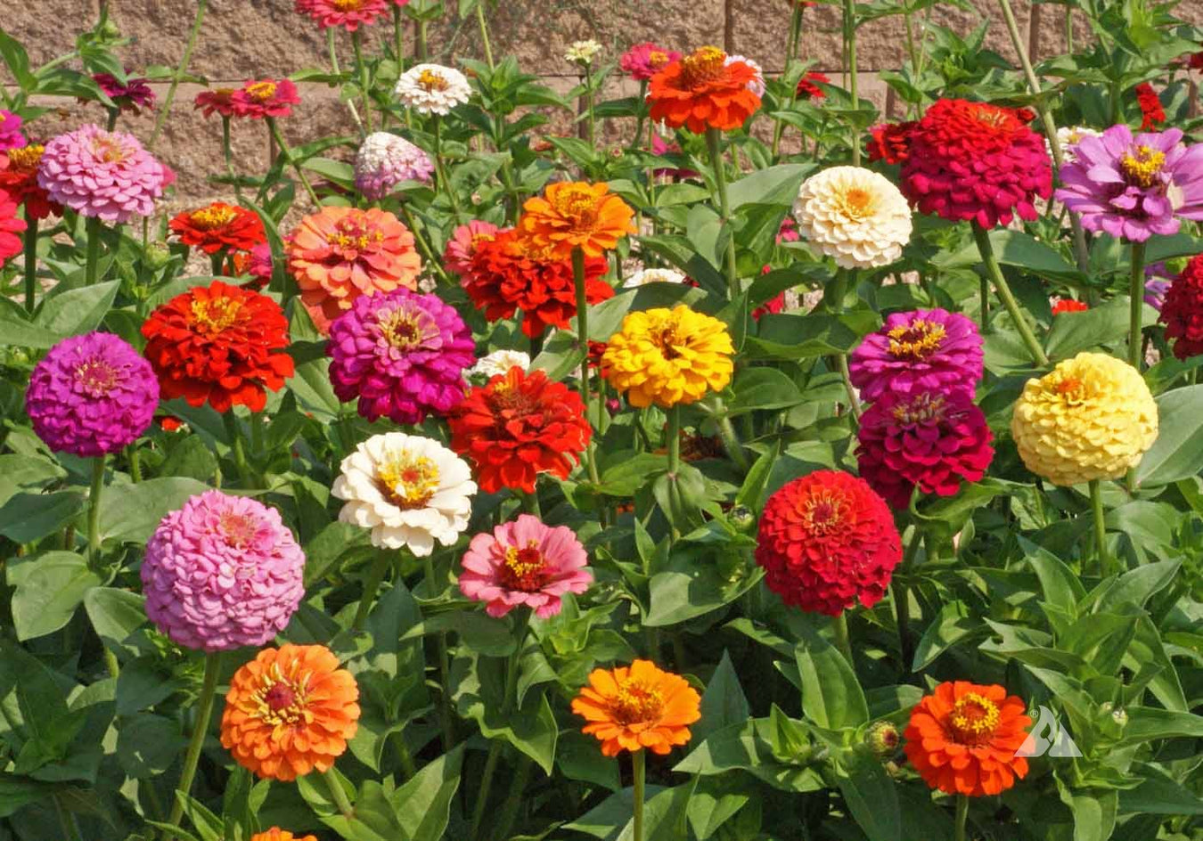 Zinnia Elegans