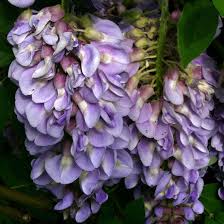 American Wisteria / Wisteria frutescens