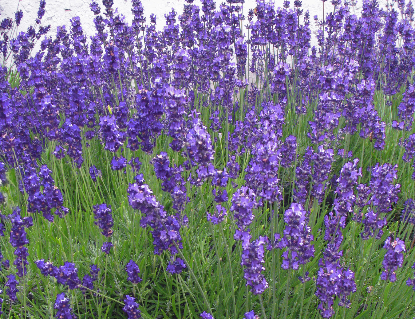 Lavandula angustifolia