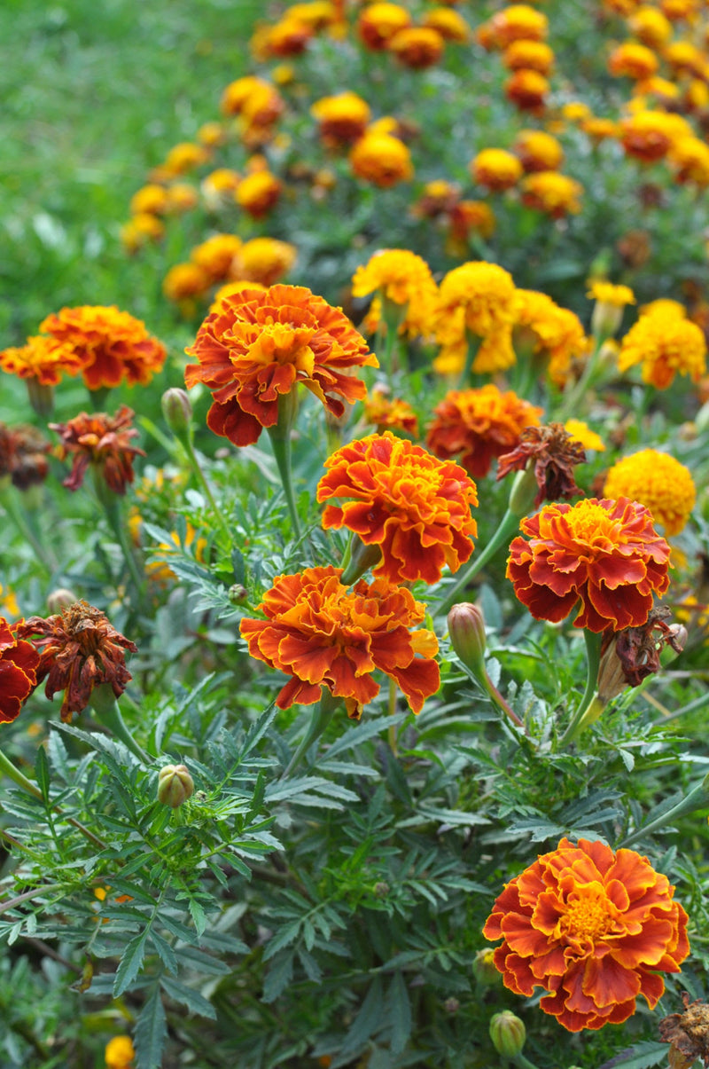 Marigold / Tagetes erecta Plants