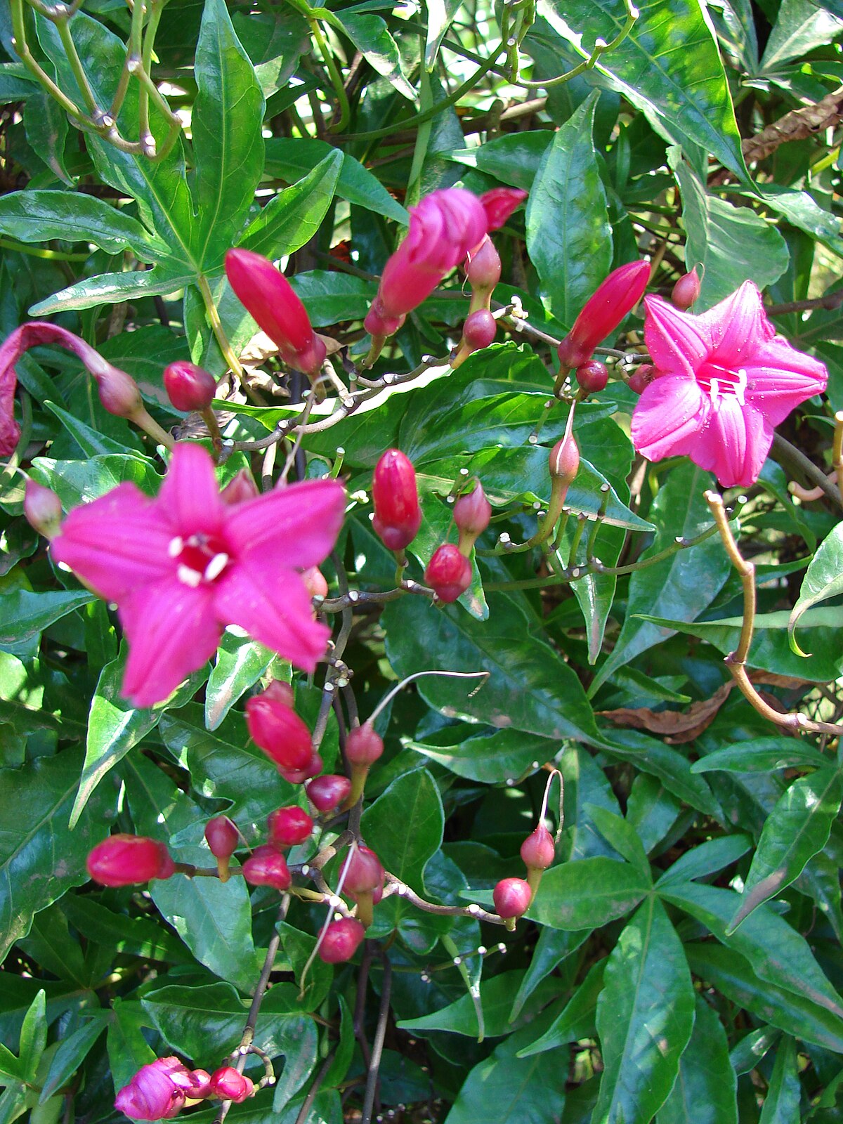 Ipomoea / Cardinal