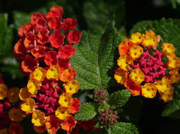 Lantana camara / Bigleaf Lantana Plants