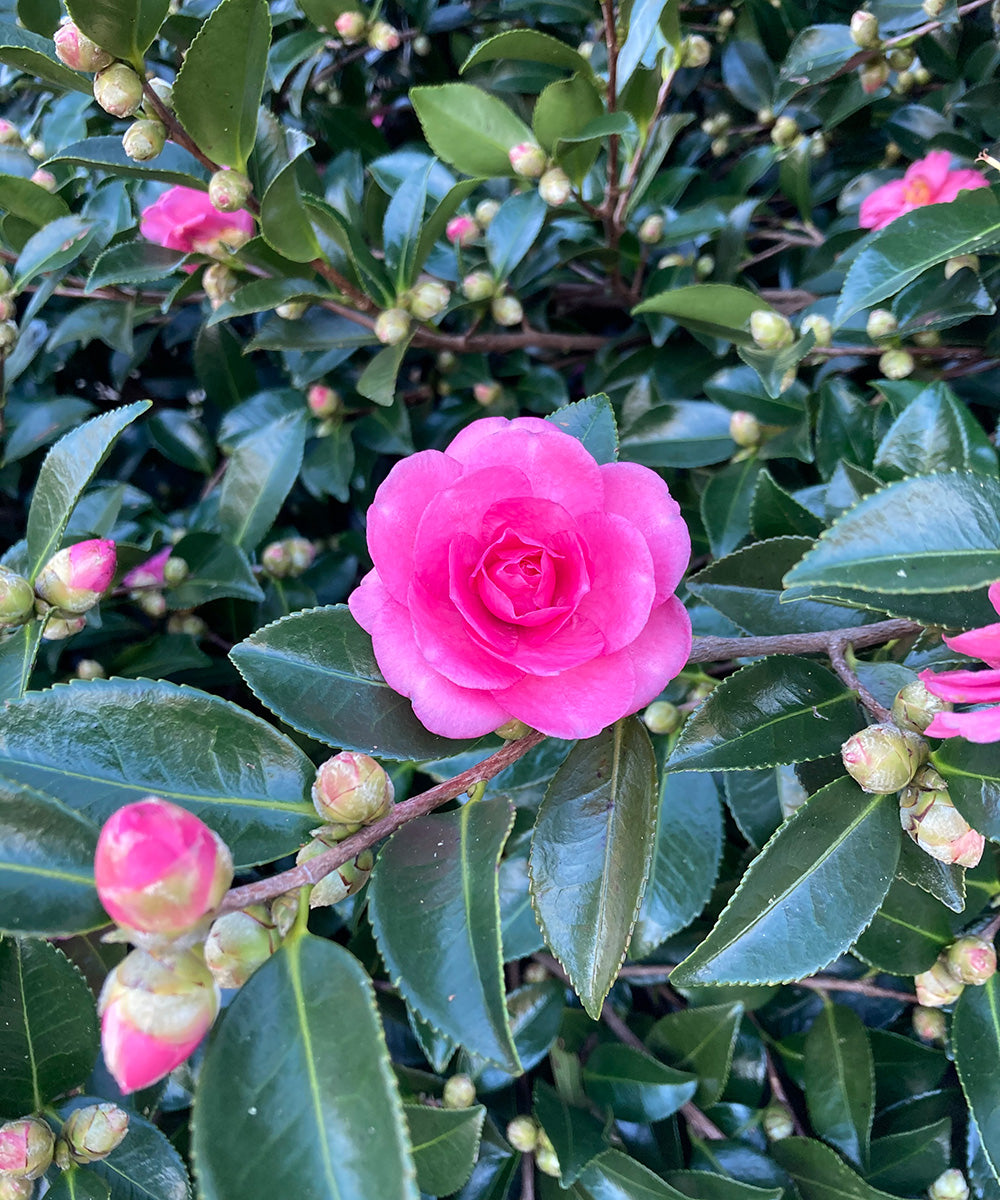 Camellia / Camellia sasanqua