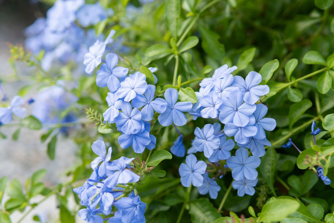 Cape Leadwort / Plumbago