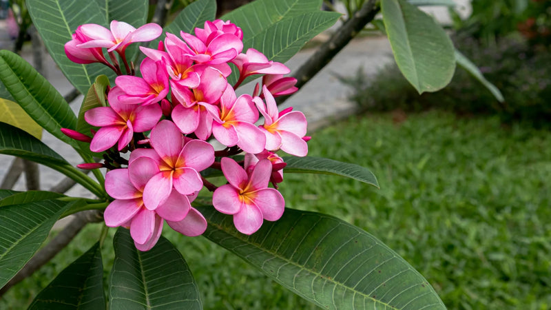 Plumeria