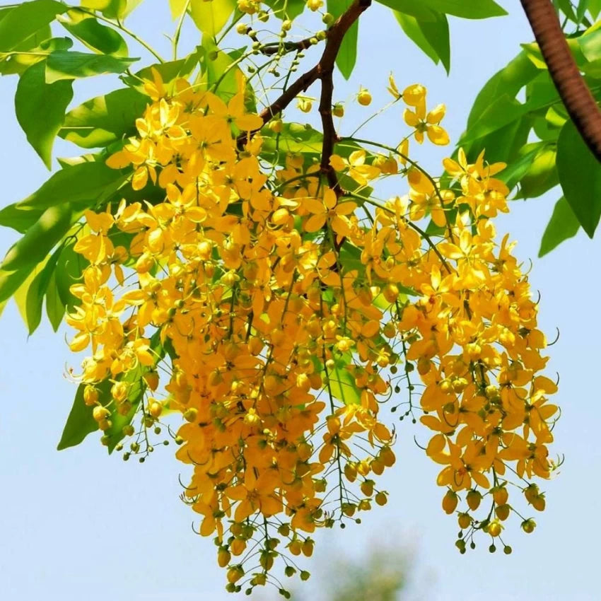 Cassia Fistula, Golden Shower Tree