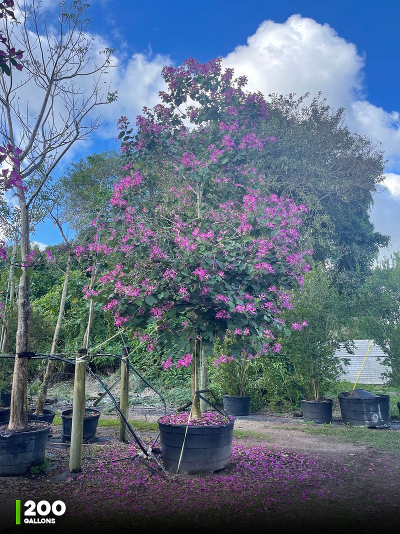 Bauhinia Tree