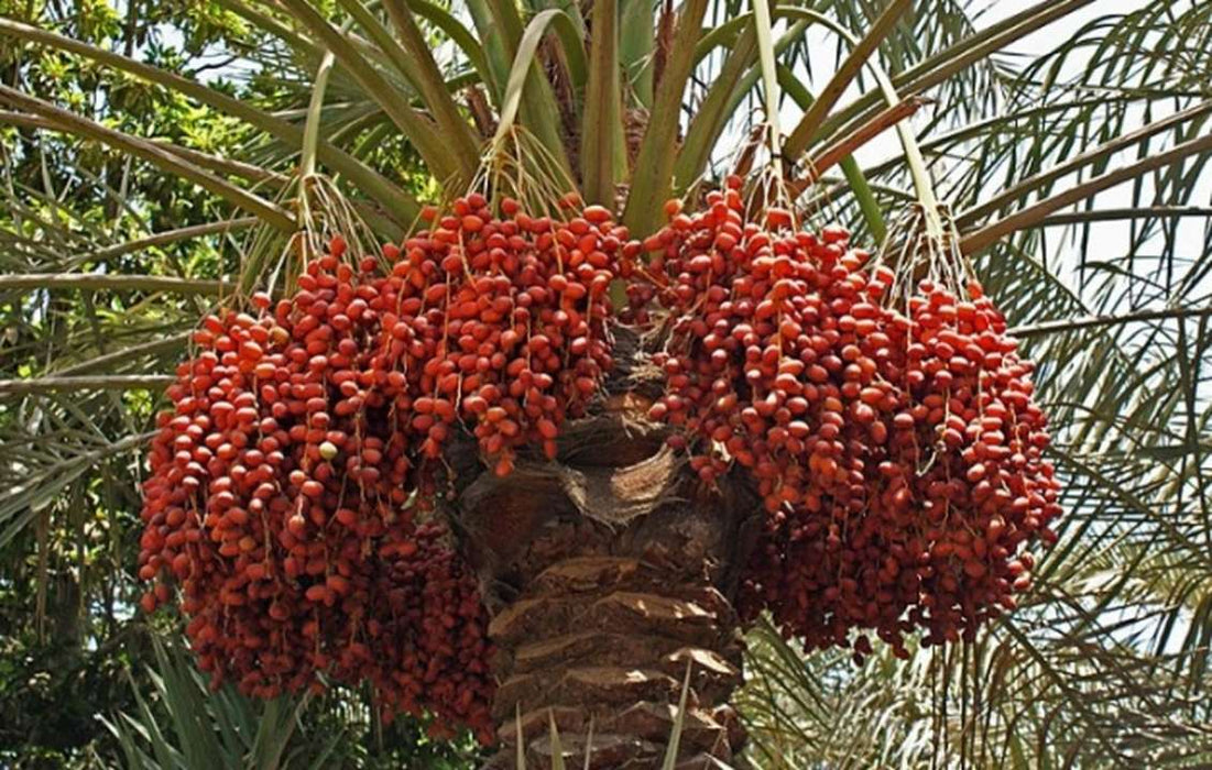 Date Palm Phoenix Dactylifera