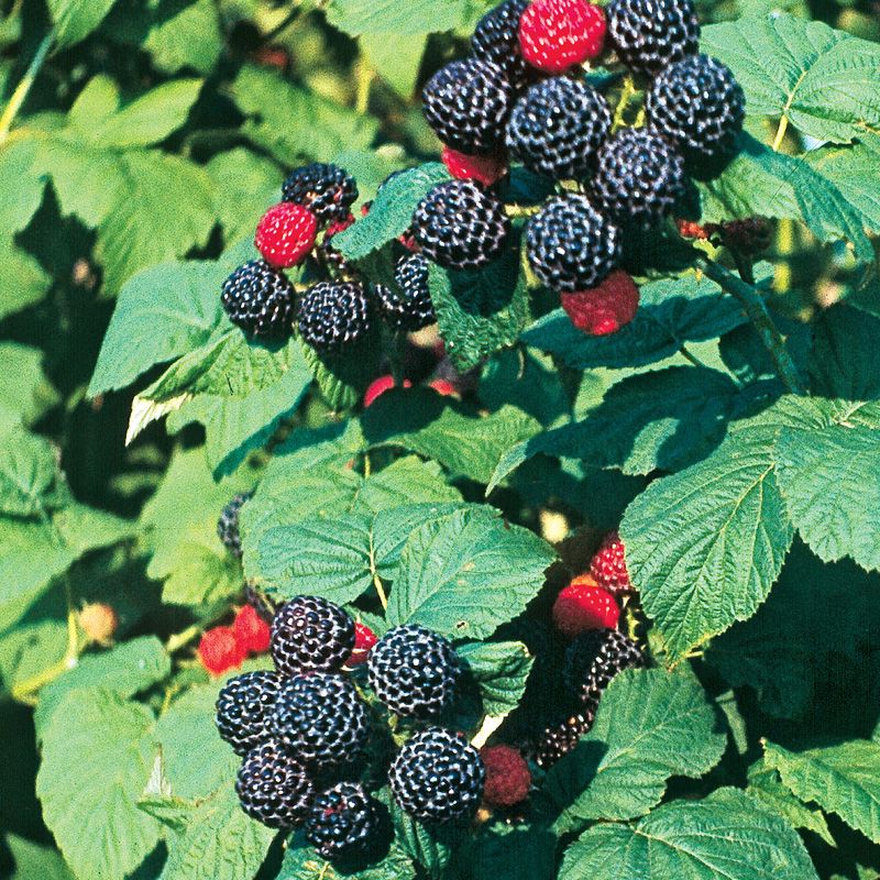 Raspberry Rubus Idaeus