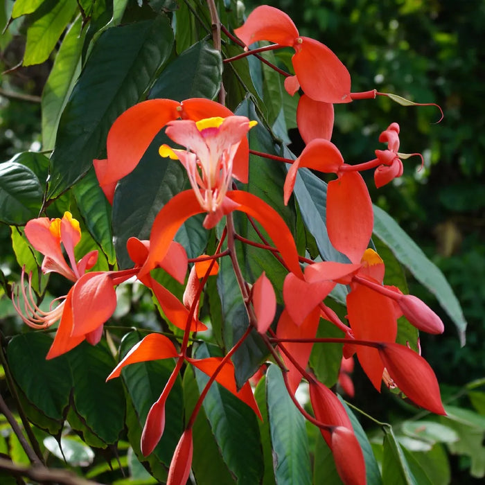 Pride of Burma, Orchid Trees