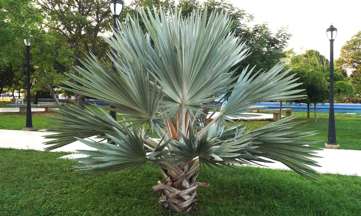 Brahea Armata Plants  Mexican Blue Palm