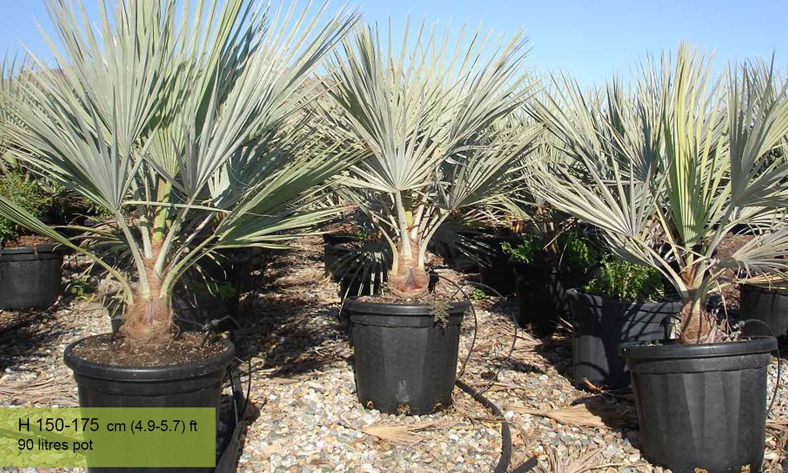 Best Brahea Armata Plants Nursery Nearest To Me Kadiyam India Mexican