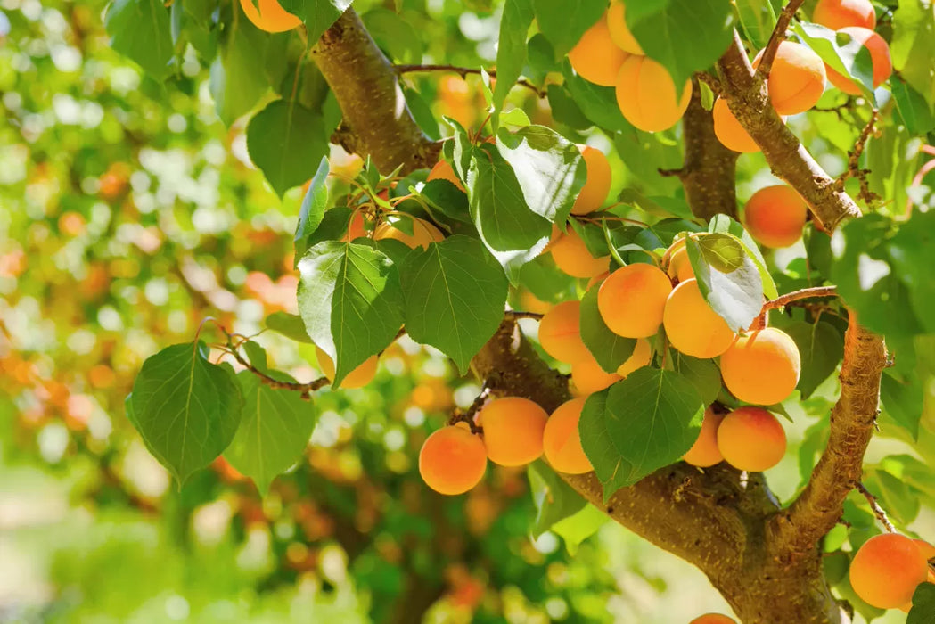 Apricot Prunus armeniaca