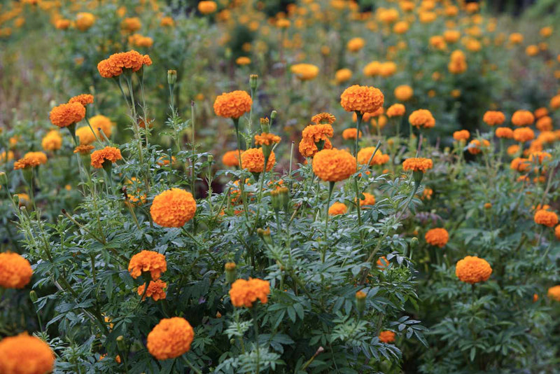 Marigold / Tagetes erecta Plants