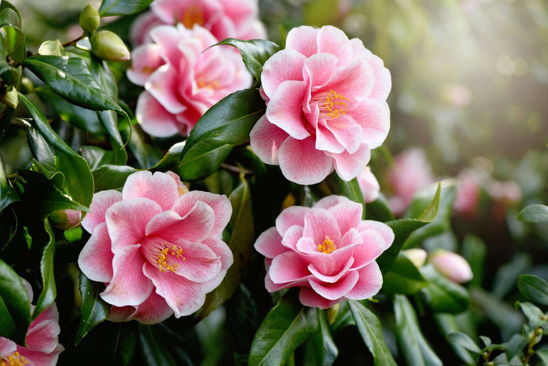 Camellia  Camellia sasanqua Plants
